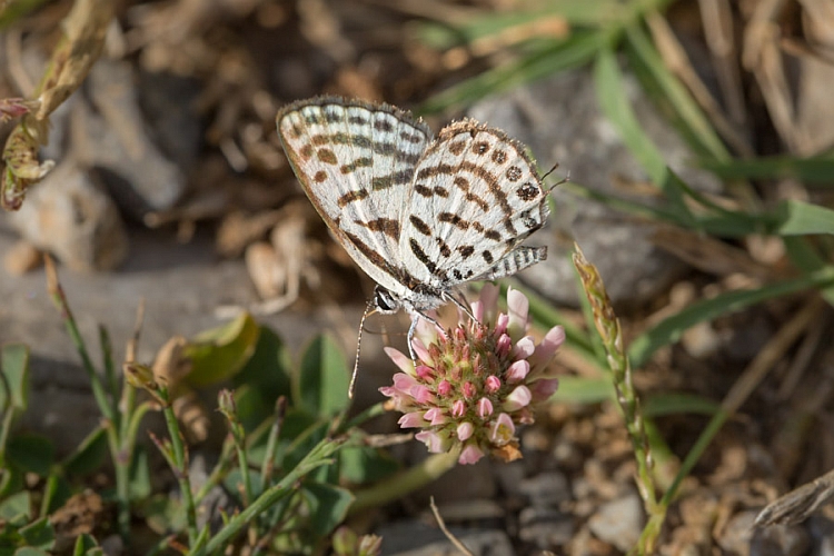 _16C7994 Little Tiger Blue.jpg